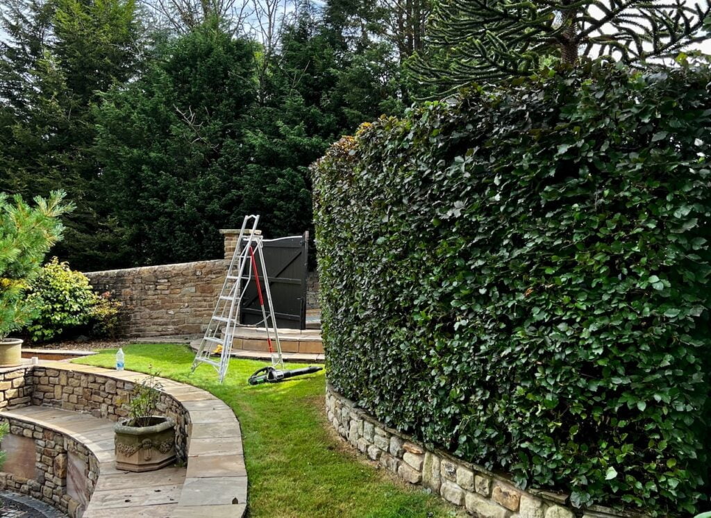 hedges