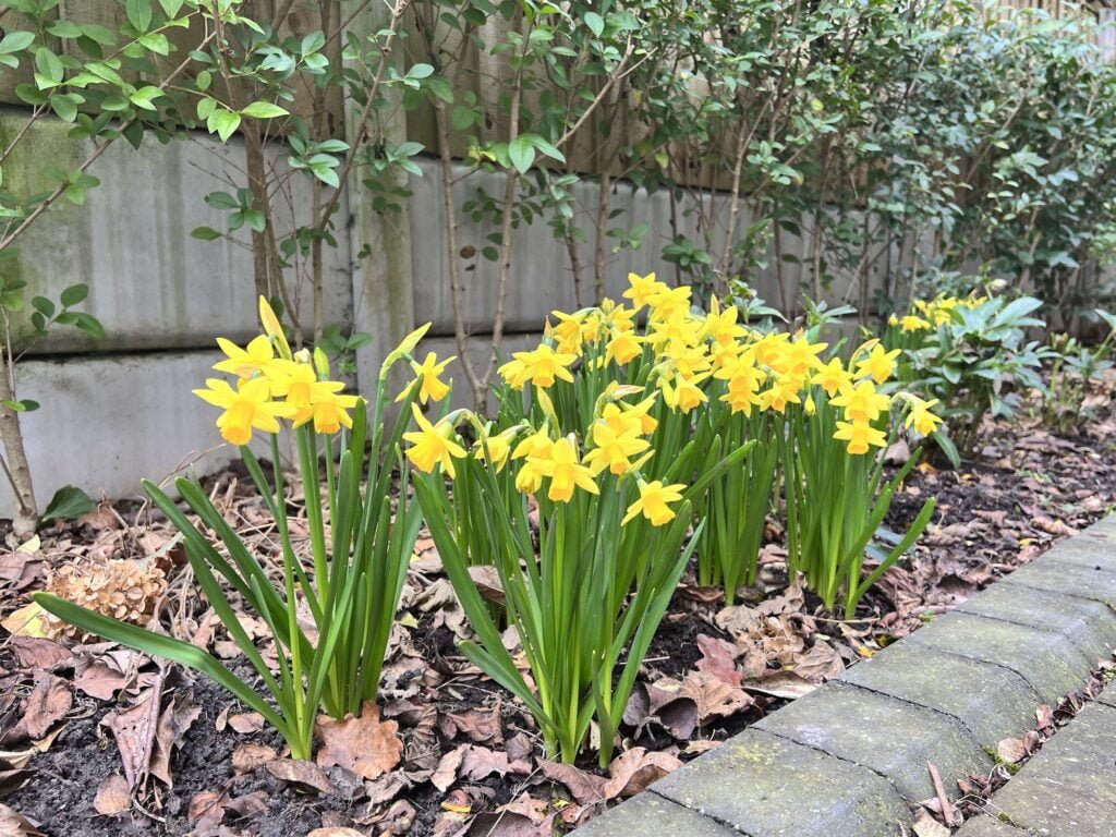 Post-Flowering Care Tips for Spring Bulbs