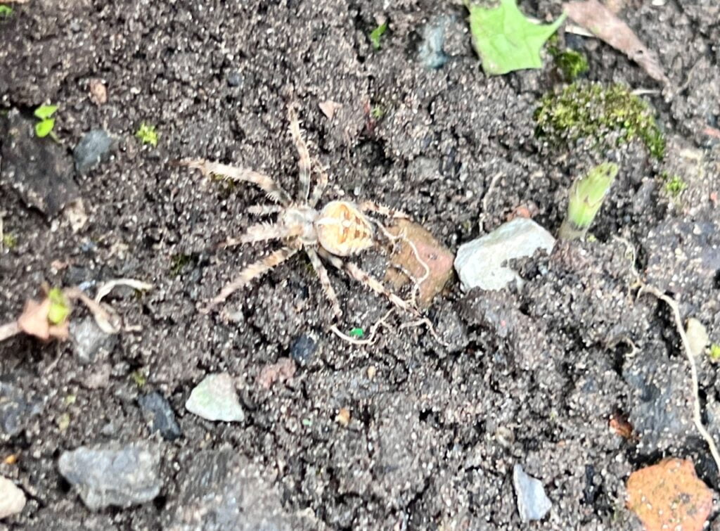 Why Are There So Many Spiders in September?